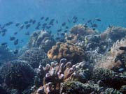 Pot�p�n� u ostrova Bunaken, lokalita Siladan I. Sulawesi, Indon�sie.