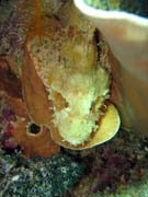 Crocodile Fish.  Pot�p�n� u ostrova Bunaken, lokalita Siladan I. Sulawesi, Indon�sie.