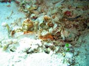 Crocodile Fish.  Pot�p�n� u ostrova Bunaken, lokalita Siladan I. Sulawesi, Indon�sie.