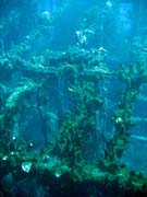 Vrak holandsk� obchodn� lodi potopen� v roce 1942. Pot�p�n� u ostrova Bunaken, lokalita Molas Wreck. Sulawesi, Indon�sie.