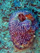 Pot�p�n� u ostrova Bunaken, lokalita Molas Wreck. Sulawesi, Indon�sie.