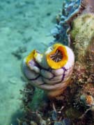 Polycarpa aurata. Pot�p�n� u ostrova Bunaken, lokalita Molas Wreck. Sulawesi, Indon�sie.