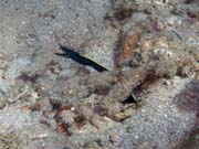 Ribbon Eel. Pot�p�n� u ostrova Bunaken, lokalita Molas Wreck. Sulawesi, Indon�sie.