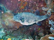 Starry Pufferfish (Arothron stellatus ). Pot�p�n� u ostrova Bunaken, lokalita Lekuan III. Sulawesi, Indon�sie.