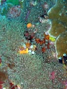 Pot�p�n� u ostrova Bunaken, lokalita Lekuan III. Sulawesi, Indon�sie.