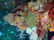 Pot�p�n� u ostrova Bunaken, lokalita Lekuan III. Sulawesi, Indon�sie.