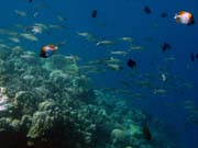Pot�p�n� u ostrova Bunaken, lokalita Lekuan I. Sulawesi, Indon�sie.