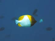 Pot�p�n� u ostrova Bunaken, lokalita Lekuan I. Sulawesi, Indon�sie.