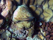 Pot�p�n� u ostrova Bunaken, lokalita Lekuan I. Sulawesi, Indon�sie.