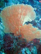 Pot�p�n� u ostrova Bunaken, lokalita Mandolin. Sulawesi, Indon�sie.