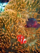 Klauni (Clown Anemonefish) ve sv�m hostiteli rostlin� anemone. Pot�p�n� u ostrova Bunaken, lokalita Mandolin. Sulawesi, Indon�sie.