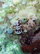 Nudibranch. Pot�p�n� u ostrova Bunaken, lokalita Mandolin. Sulawesi, Indon�sie.