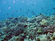 Pot�p�n� u ostrova Bunaken, lokalita Mandolin. Sulawesi, Indon�sie.