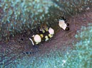 Kreveta (Shrimp). Pot�p�n� u ostrova Bunaken, lokalita Mandolin. Sulawesi, Indon�sie.