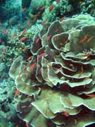 Pot�p�n� u ostrova Bunaken, lokalita Mandolin. Sulawesi, Indon�sie.
