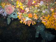 Pot�p�n� u ostrova Bunaken, lokalita Chelo Chelo. Sulawesi, Indon�sie.
