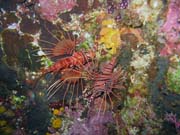Lionfish. Pot�p�n� u ostrova Bunaken, lokalita Chelo Chelo. Sulawesi, Indon�sie.
