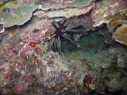 Pot�p�n� u ostrova Bunaken, lokalita Chelo Chelo. Sulawesi, Indon�sie.