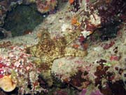Pot�p�n� u ostrova Bunaken, lokalita Chelo Chelo. Sulawesi, Indon�sie.