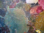 Pot�p�n� u ostrova Bunaken, lokalita Alban. Sulawesi, Indon�sie.