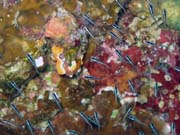 Pot�p�n� u ostrova Bunaken, lokalita Alban. Sulawesi, Indon�sie.