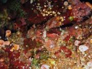 Scorpionfish. Pot�p�n� u ostrova Bunaken, lokalita Alban. Sulawesi, Indon�sie.