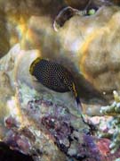 Spotted Boxfish (Ostracion meleagris). Pot�p�n� u ostrova Bunaken, lokalita Alban. Sulawesi, Indon�sie.
