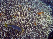 Pot�p�n� u ostrova Bunaken, lokalita Alban. Sulawesi, Indon�sie.