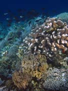 Pot�p�n� u ostrova Bunaken, lokalita Alban. Sulawesi, Indon�sie.
