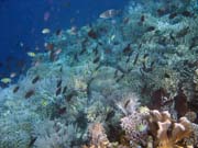 Pot�p�n� u ostrova Bunaken, lokalita Alban. Sulawesi, Indon�sie.