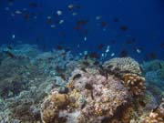Pot�p�n� u ostrova Bunaken, lokalita Alban. Sulawesi, Indon�sie.