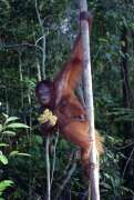 Orangutan  v n�rodn�m parku Tanjung Puting. Kalimantan, Indon�sie.