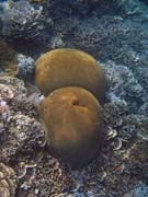 Pot�p�n� u ostrova Bunaken, lokalita Alban. Sulawesi, Indon�sie.