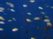 Pot�p�n� u ostrova Bunaken, lokalita Alban. Sulawesi, Indon�sie.