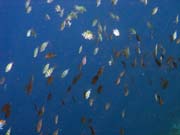 Pot�p�n� u ostrova Bunaken, lokalita Alban. Sulawesi, Indon�sie.