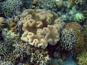 Pot�p�n� u ostrova Bunaken, lokalita Alban. Sulawesi, Indon�sie.