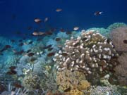 Pot�p�n� u ostrova Bunaken, lokalita Alban. Sulawesi, Indon�sie.