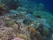Pot�p�n� u ostrova Bunaken, lokalita Alban. Sulawesi, Indon�sie.