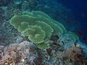Pot�p�n� u ostrova Bunaken, lokalita Alban. Sulawesi, Indon�sie.
