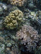 Pot�p�n� u ostrova Bunaken, lokalita Alban. Sulawesi, Indon�sie.