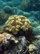 Pot�p�n� u ostrova Bunaken, lokalita Alban. Sulawesi, Indon�sie.