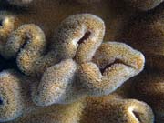 Pot�p�n� u ostrova Bunaken, lokalita Alban. Sulawesi, Indon�sie.