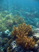 Pot�p�n� u ostrova Bunaken, lokalita Alban. Sulawesi, Indon�sie.