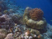 Pot�p�n� u ostrova Bunaken, lokalita Alban. Sulawesi, Indon�sie.