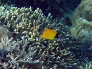 Long-nosed Butterfly Fish. Pot�p�n� u ostrova Bunaken, lokalita Alban. Sulawesi, Indon�sie.