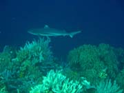 Whitetip Reef Shark. Pot�p�n� u ostrova Bunaken, lokalita Alban. Sulawesi, Indon�sie.