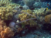 Trumpetfish. Pot�p�n� u ostrova Bunaken, lokalita Alban. Sulawesi, Indon�sie.