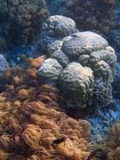 Pot�p�n� u ostrova Bunaken, lokalita Alban. Sulawesi, Indon�sie.