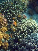 Pot�p�n� u ostrova Bunaken, lokalita Alban. Sulawesi, Indon�sie.