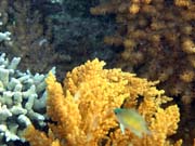 Pot�p�n� u ostrova Bunaken, lokalita Alban. Sulawesi, Indon�sie.